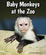 Baby Monkeys at the Zoo