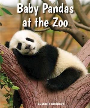 Baby Pandas at the Zoo