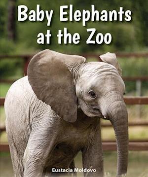 Baby Elephants at the Zoo