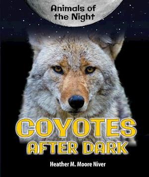 Coyotes After Dark