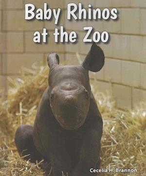 Baby Rhinos at the Zoo