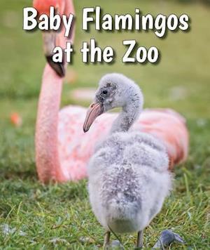 Baby Flamingos at the Zoo