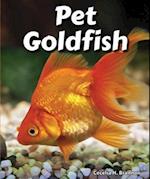 Pet Goldfish