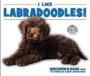 I Like Labradoodles!