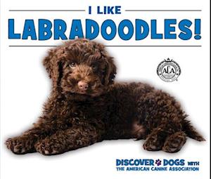 I Like Labradoodles!