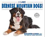 I Like Bernese Mountain Dogs!