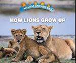 How Lions Grow Up