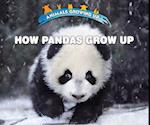 How Pandas Grow Up