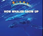 How Whales Grow Up