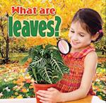 What Are Leaves?