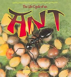 The Life Cycle of the Ant