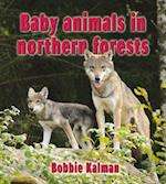 Baby Animals in Northern Forests