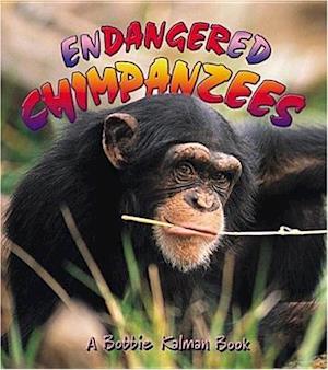 Endangered Chimpanzees