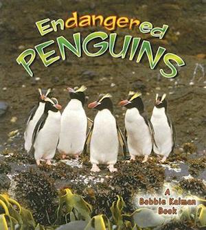 Endangered Penguins