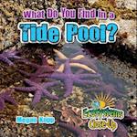 What Do You Find in a Tide Pool?