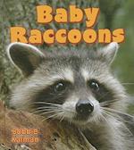 Baby Raccoons