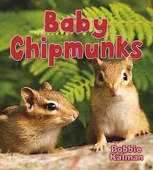 Baby Chipmunks