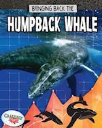 Bringing Back the Humpback Whale