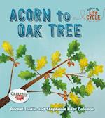 Acorn to Oak Tree