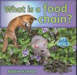 What Is a Food Chain?