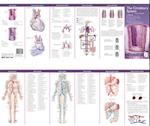 Anatomical Chart Company's Illustrated Pocket Anatomy: The Circulatory System Study Guide