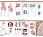 Anatomical Chart Company's Illustrated Pocket Anatomy: Anatomy & Disorders of the Respiratory System Study Guide