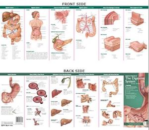 Anatomical Chart Company's Illustrated Pocket Anatomy: Anatomy & Disorders of the Digestive System Study Guide