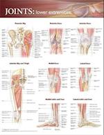 Joints of the Lower Extremities Anatomical Chart