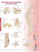 Anatomy and Injuries of the Spine Anatomical Chart