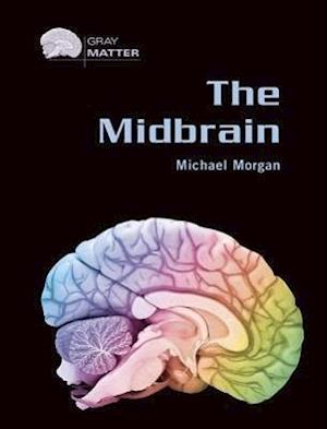 Morgan, M:  The Midbrain