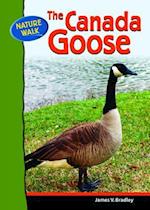 The Canada Goose