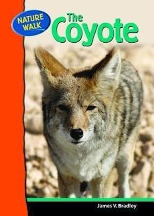 The Coyote