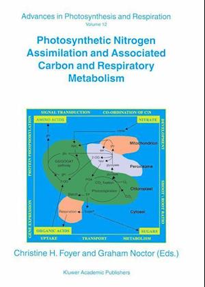 Photosynthetic Nitrogen Assimilation and Associated Carbon and Respiratory Metabolism