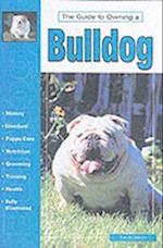 Guide To Owning A Bulldog