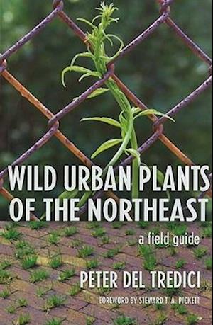 Wild Urban Plants of the Northeast