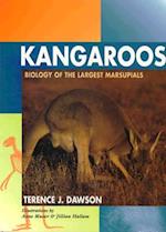 Kangaroos