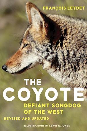 The Coyote