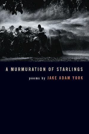 York, J:  A Murmuration of Starlings