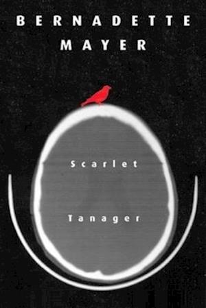 Scarlett Tanager