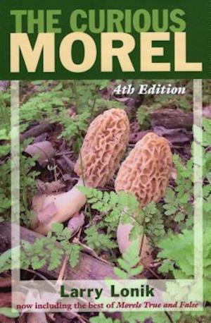 Curious Morel