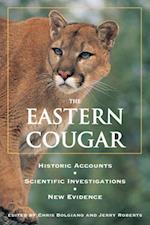 Eastern Cougar