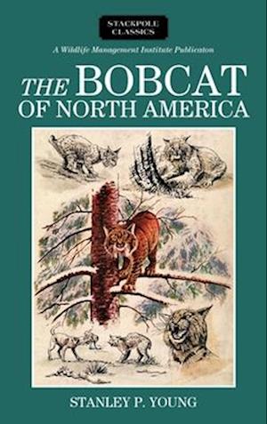 Bobcat of North America