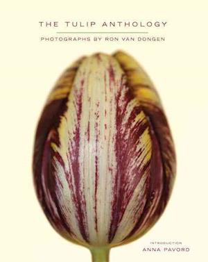 Tulip Anthology