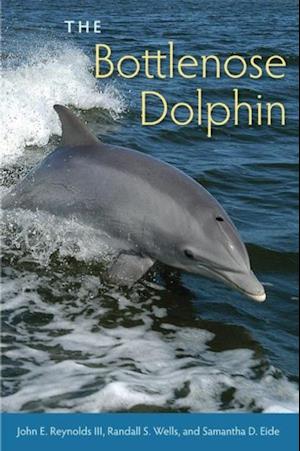 Bottlenose Dolphin