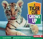 A Tiger Cub Grows Up