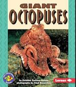 Giant Octopuses