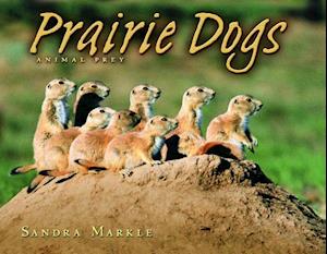 Prairie Dogs