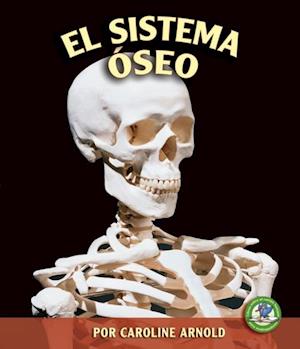 El sistema óseo (The Skeletal System)