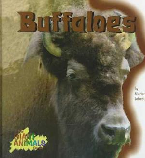 Buffaloes