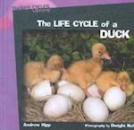 The Life Cycle of a Duck